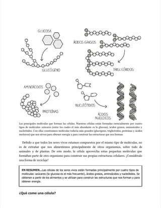 Las principales moléculas que forman las células. Nuestras células están formadas esencialmente por cuatro
Las principales moléculas que forman las células. Nuestras células están formadas esencialmente por cuatro
tipos de moléculas: azúcares (entre los cuales el más abundante es la glucosa), ácidos grasos, aminoácidos y
tipos de moléculas: azúcares (entre los cuales el más abundante es la glucosa), ácidos grasos, aminoácidos y
nucleótidos. Con ellas construimos moléculas todavía más grandes (glucógeno, triglicéridos, proteínas y ácidos
nucleótidos. Con ellas construimos moléculas todavía más grandes (glucógeno, triglicéridos, proteínas y ácidos
nucleicos) que nos sirven para obtener energía y para construir las estructuras que nos forman.
nucleicos) que nos sirven para obtener energía y para construir las estructuras que nos forman.
Debido a que todos los seres vivos estamos compuestos por el mismo tipo de moléculas, no
Debido a que todos los seres vivos estamos compuestos por el mismo tipo de moléculas, no
es de extrañar que nos alimentemos principalmente de otros organismos, sobre todo de
es de extrañar que nos alimentemos principalmente de otros organismos, sobre todo de
animales y de plantas. De este modo, la célula aprovecha estas pequeñas moléculas que
animales y de plantas. De este modo, la célula aprovecha estas pequeñas moléculas que
formaban parte de otro organismo para construir sus propias estructuras celulares. ¡Considéralo
formaban parte de otro organismo para construir sus propias estructuras celulares. ¡Considéralo
una forma de
una forma de reciclaje!
reciclaje!
EN RESUMEN...
EN RESUMEN...Las células de los seres vivos están formadas principalmente por cuatro tipos de
Las células de los seres vivos están formadas principalmente por cuatro tipos de
moléculas: azúcares (la
moléculas: azúcares (la glucosa es el más frecuente), ácidos grasos, aminoácidos y nu
glucosa es el más frecuente), ácidos grasos, aminoácidos y nucleótidos. Se
cleótidos. Se
obtienen a partir de los ali
obtienen a partir de los alimentos y se util
mentos y se utilizan para construir las
izan para construir las estructuras que nos forman y para
estructuras que nos forman y para
obtener energía.
obtener energía.
¿Qué come una célula?
¿Qué come una célula?
 