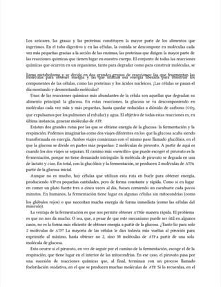 Los azúcares, las grasas y las proteínas constituyen la mayor parte de los alimentos que
Los azúcares, las grasas y las proteínas constituyen la mayor parte de los alimentos que
ingerimos. En el tubo digestivo y en las células, la comida se descompone en moléculas cada
ingerimos. En el tubo digestivo y en las células, la comida se descompone en moléculas cada
vez más pequeñas gracias a la acción de las enzimas, las proteínas que dirigen la mayor parte de
vez más pequeñas gracias a la acción de las enzimas, las proteínas que dirigen la mayor parte de
las reacciones químicas que tienen lugar en nuestro cuerpo. El conjunto de todas las reacciones
las reacciones químicas que tienen lugar en nuestro cuerpo. El conjunto de todas las reacciones
químicas que ocurren en un organismo, tanto para degradar como para construir moléculas, se
químicas que ocurren en un organismo, tanto para degradar como para construir moléculas, se
llama metabolismo y se divide en dos grandes grupos de reacciones: las que fragmentan las
llama metabolismo y se divide en dos grandes grupos de reacciones: las que fragmentan las
moléculas para obtener energía y las que utilizan esa energía liberada para construir los
moléculas para obtener energía y las que utilizan esa energía liberada para construir los
componentes de las células, como las proteínas y los ácidos nucleicos. ¡Las células se pasan el
componentes de las células, como las proteínas y los ácidos nucleicos. ¡Las células se pasan el
día montando y desmontando moléculas!
día montando y desmontando moléculas!
Unas de las reacciones químicas más abundantes de la célula son aquellas que degradan su
Unas de las reacciones químicas más abundantes de la célula son aquellas que degradan su
alimento principal: la glucosa. En estas reacciones, la glucosa se va descomponiendo en
alimento principal: la glucosa. En estas reacciones, la glucosa se va descomponiendo en
moléculas cada vez más y más pequeñas, hasta quedar reducidas a dióxido de carbono (
moléculas cada vez más y más pequeñas, hasta quedar reducidas a dióxido de carbono (CO
CO2
2,
,
que expulsamos por los pulmones al exh
que expulsamos por los pulmones al exhalar) y agua. El objeti
alar) y agua. El objetivo de todas estas reacciones es, en
vo de todas estas reacciones es, en
última instancia, generar moléculas de
última instancia, generar moléculas de ATP
ATP.
.
Existen dos grandes rutas por las que se obtiene energía de la glucosa: la fermentación y la
Existen dos grandes rutas por las que se obtiene energía de la glucosa: la fermentación y la
respir
respiración. Podemos imaginarlas como dos viajes diferentes en los
ación. Podemos imaginarlas como dos viajes diferentes en los que la glu
que la glucosa acaba siendo
cosa acaba siendo
transformada en energía. Ambos viajes comienzan con el mismo paso llamado glucólisis, en el
transformada en energía. Ambos viajes comienzan con el mismo paso llamado glucólisis, en el
que la glucosa se divide en partes más pequeñas: 2 moléculas de piruvato. A partir de aquí es
que la glucosa se divide en partes más pequeñas: 2 moléculas de piruvato. A partir de aquí es
cuando los dos viajes se separan. El camino más «sencillo» que puede escoger el piruvato es la
cuando los dos viajes se separan. El camino más «sencillo» que puede escoger el piruvato es la
fermentación, porque no tiene demasiado intríngulis: la molécula de piruvato se degrada en una
fermentación, porque no tiene demasiado intríngulis: la molécula de piruvato se degrada en una
de lactato y
de lactato y ciao
ciao. En total, con la gluc
. En total, con la glucólisis y la fermentació
ólisis y la fermentación, se producen
n, se producen 2 moléculas de
2 moléculas de ATP
ATPa
a
partir de la glucosa inicial.
partir de la glucosa inicial.
Aunque no es mucho, hay células que utilizan esta ruta en bucle para obtener energía,
Aunque no es mucho, hay células que utilizan esta ruta en bucle para obtener energía,
produciendo
produciendo AT
ATP
Pen pequeñas cantidades, pero de forma constante y rápida. Como si en lugar
en pequeñas cantidades, pero de forma constante y rápida. Como si en lugar
en comer un plato fuerte tres o cinco veces al día, fueses comiendo un cacahuete cada pocos
en comer un plato fuerte tres o cinco veces al día, fueses comiendo un cacahuete cada pocos
minutos. En humanos, la fermentación tiene lugar en algunas células sin mitocondrias (como
minutos. En humanos, la fermentación tiene lugar en algunas células sin mitocondrias (como
los glóbulos rojos) o que necesitan mucha energía de forma inmediata (como las células del
los glóbulos rojos) o que necesitan mucha energía de forma inmediata (como las células del
múscu
músculo).
lo).
La ventaja de la fermentación es que nos permite obtener
La ventaja de la fermentación es que nos permite obtener ATP
ATPde manera rápida. El problema
de manera rápida. El problema
es que no nos da mucho. O sea, que, a pesar de que este mecanismo puede ser útil en algunos
es que no nos da mucho. O sea, que, a pesar de que este mecanismo puede ser útil en algunos
casos, no es la forma más eficiente de obtener energía a partir de la glucosa. ¿Tanto lío para solo
casos, no es la forma más eficiente de obtener energía a partir de la glucosa. ¿Tanto lío para solo
2 moléculas de
2 moléculas de ATP
ATP? La mayoría de las células le dan todavía más vueltas al piruvato para
? La mayoría de las células le dan todavía más vueltas al piruvato para
exprimirlo al máximo, hasta obtener no 2, sino 38 moléculas de
exprimirlo al máximo, hasta obtener no 2, sino 38 moléculas de ATP
ATP a partir de una sola
a partir de una sola
molécula de glucosa.
molécula de glucosa.
Esto ocurre si el piruvato, en vez de seguir por el camino de la fermentación, escoge el de la
Esto ocurre si el piruvato, en vez de seguir por el camino de la fermentación, escoge el de la
respiración, que tiene lugar en el interior de las mitocondrias. En ese caso, el piruvato pasa por
respiración, que tiene lugar en el interior de las mitocondrias. En ese caso, el piruvato pasa por
una sucesión de reacciones químicas que, al final, terminan con un proceso llamado
una sucesión de reacciones químicas que, al final, terminan con un proceso llamado
fosforilación oxidativa, en el que se producen muchas moléculas de
fosforilación oxidativa, en el que se producen muchas moléculas de ATP
ATP. Si lo recuerdas, en el
. Si lo recuerdas, en el
 
