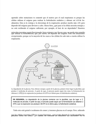apartado sobre mutaciones te comenté que el motivo por el cual respiramos es porque las
apartado sobre mutaciones te comenté que el motivo por el cual respiramos es porque las
células utilizan el oxígeno para realizar la fosforilación oxidativa y obtener así
células utilizan el oxígeno para realizar la fosforilación oxidativa y obtener así ATP
ATP de los
de los
alimentos. Esta es la ventaja y la desventaja de la respiración: produce mucho más
alimentos. Esta es la ventaja y la desventaja de la respiración: produce mucho más ATP
ATP, pero
, pero
depende del oxígeno para llevarse a cabo. Ahora bien, ¿qué pasa si la célula necesita energía y
depende del oxígeno para llevarse a cabo. Ahora bien, ¿qué pasa si la célula necesita energía y
no está recibiendo el oxígeno suficiente, por ejemplo, al huir de un depredador? Nuestros
no está recibiendo el oxígeno suficiente, por ejemplo, al huir de un depredador? Nuestros
múscu
músculos necesitan seguir fun
los necesitan seguir funcionando, haya oxígeno o no. En ese
cionando, haya oxígeno o no. En ese caso, no queda otro remedio
caso, no queda otro remedio
que utilizar la fermentación, que, por suerte, no depende del oxígeno. Pero son situaciones
que utilizar la fermentación, que, por suerte, no depende del oxígeno. Pero son situaciones
excepcionales, porque en la mayoría de los casos a las células les sale más a cuenta utilizar la
excepcionales, porque en la mayoría de los casos a las células les sale más a cuenta utilizar la
respiración.
respiración.
La degradación de la glucosa. Para obtener energía a partir de la glucosa, primero tiene lugar la glucólisis, que
La degradación de la glucosa. Para obtener energía a partir de la glucosa, primero tiene lugar la glucólisis, que
produce 2 moléculas de piruvato. A partir de aquí, el piruvato puede seguir dos rutas: la fermentación (se
produce 2 moléculas de piruvato. A partir de aquí, el piruvato puede seguir dos rutas: la fermentación (se
obtienen 2
obtienen 2 AT
ATP)
P)[1]
[1]o la respiración (se producen 38 ATP en el último paso, la fosforilación oxidativa).
o la respiración (se producen 38 ATP en el último paso, la fosforilación oxidativa).
EN RESUMEN...
EN RESUMEN... La degradación de la glucosa comienza con la glucólisis, que da lugar a 2
La degradación de la glucosa comienza con la glucólisis, que da lugar a 2
moléculas de piruvato. A partir de aquí, el piruvato puede seguir por la fermentación (se obtienen 2
moléculas de piruvato. A partir de aquí, el piruvato puede seguir por la fermentación (se obtienen 2
ATP) o
ATP) o por la
por la respiración (se p
respiración (se produ
roducen 38
cen 38 ATP en
ATP en el último p
el último paso, la f
aso, la fosforilación
osforilación oxidativa
oxidativa).
).
Todo esto está genial si acabamos de comer y tenemos glucosa en el cuerpo. Pero, sabiendo
Todo esto está genial si acabamos de comer y tenemos glucosa en el cuerpo. Pero, sabiendo
que las células necesitan
que las células necesitan ATP
ATPsí o sí para funcionar, ¿qué ocurre durante la noche cuando nos
sí o sí para funcionar, ¿qué ocurre durante la noche cuando nos
pasamos horas sin comer? ¿O cuando no tenemos los alimentos tan accesibles? No te
pasamos horas sin comer? ¿O cuando no tenemos los alimentos tan accesibles? No te
 