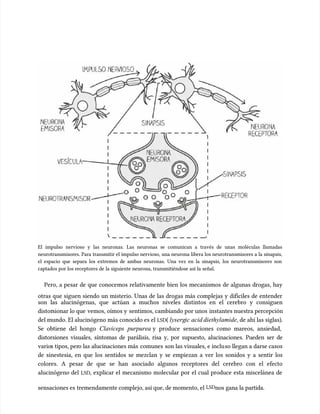 El impulso nervioso y las neuronas. Las neuronas se comunican a través de unas moléculas llamadas
El impulso nervioso y las neuronas. Las neuronas se comunican a través de unas moléculas llamadas
neurotransmisores. Para transmitir el impulso nervioso, una neurona libera los neurotransmisores a la sinapsis,
neurotransmisores. Para transmitir el impulso nervioso, una neurona libera los neurotransmisores a la sinapsis,
el espacio que separa los extremos de ambas neuronas. Una vez en la sinapsis, los neurotransmisores son
el espacio que separa los extremos de ambas neuronas. Una vez en la sinapsis, los neurotransmisores son
captados por los receptores de la siguiente neurona, transmitiéndose así la señal.
captados por los receptores de la siguiente neurona, transmitiéndose así la señal.
Pero, a pesar de que conocemos relativamente bien los mecanismos de algunas drogas, hay
Pero, a pesar de que conocemos relativamente bien los mecanismos de algunas drogas, hay
otras que siguen siendo un misterio. Unas de las drogas más complejas y difíciles de entender
otras que siguen siendo un misterio. Unas de las drogas más complejas y difíciles de entender
son las alucinógenas, que actúan a muchos niveles distintos en el cerebro y consiguen
son las alucinógenas, que actúan a muchos niveles distintos en el cerebro y consiguen
distor
distorsionar lo que
sionar lo que vemos, oímos y
vemos, oímos y sentimos, cambiando por unos
sentimos, cambiando por unos instantes nuestra percepción
instantes nuestra percepción
del mundo. El alucinógeno más conocido es el
del mundo. El alucinógeno más conocido es el LSD
LSD(
( lyserg
lysergic
ic acid diethylamide
acid diethylamide, de ahí las siglas).
, de ahí las siglas).
Se obtiene del hongo
Se obtiene del hongo Claviceps purpurea
Claviceps purpurea y produce sensaciones como mareos, ansiedad,
y produce sensaciones como mareos, ansiedad,
distorsiones visuales, síntomas de parálisis, risa y, por supuesto, alucinaciones. Pueden ser de
distorsiones visuales, síntomas de parálisis, risa y, por supuesto, alucinaciones. Pueden ser de
vario
varios tipos, per
s tipos, pero las alucinaciones más
o las alucinaciones más comunes
comunes son las visuales, e inclu
son las visuales, e incluso llegan a darse casos
so llegan a darse casos
de sinestesia, en que los sentidos se mezclan y se empiezan a ver los sonidos y a sentir los
de sinestesia, en que los sentidos se mezclan y se empiezan a ver los sonidos y a sentir los
colores. A pesar de que se han asociado algunos receptores del cerebro con el efecto
colores. A pesar de que se han asociado algunos receptores del cerebro con el efecto
alucinógeno del
alucinógeno del LSD
LSD, explicar el mecanismo molecular por el cual produce esta miscelánea de
, explicar el mecanismo molecular por el cual produce esta miscelánea de
sensaciones es
sensaciones es tremendamente complejo, así que, de momento, el
tremendamente complejo, así que, de momento, el LSD
LSDnos gana la partida.
nos gana la partida.
 
