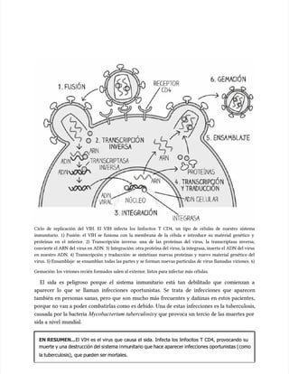 Ciclo de replicación del VIH. El VIH infecta los linfocitos T CD4, un tipo de células de nuestro sistema
Ciclo de replicación del VIH. El VIH infecta los linfocitos T CD4, un tipo de células de nuestro sistema
inmunitario. 1) Fusión: el VIH se fusiona con la membrana de la célula e introduce su material genético y
inmunitario. 1) Fusión: el VIH se fusiona con la membrana de la célula e introduce su material genético y
proteínas en el interior. 2) Transcripción inversa: una de las proteínas del virus, la transcriptasa inversa,
proteínas en el interior. 2) Transcripción inversa: una de las proteínas del virus, la transcriptasa inversa,
convierte el ARN del virus en ADN. 3) Integración: otra proteína del virus, la integrasa, inserta el ADN del virus
convierte el ARN del virus en ADN. 3) Integración: otra proteína del virus, la integrasa, inserta el ADN del virus
en nuestro ADN. 4) Transcripción y traducción: se sintetizan nuevas proteínas y nuevo material genético del
en nuestro ADN. 4) Transcripción y traducción: se sintetizan nuevas proteínas y nuevo material genético del
virus. 5) Ensamblaje: se ensamblan todas las partes y se forman nuevas partículas de virus llamadas viriones. 6)
virus. 5) Ensamblaje: se ensamblan todas las partes y se forman nuevas partículas de virus llamadas viriones. 6)
Gemación: los viriones recién formados salen al exterior, listos para infectar más células.
Gemación: los viriones recién formados salen al exterior, listos para infectar más células.
El sida es peligroso porque el sistema inmunitario está tan debilitado que comienzan a
El sida es peligroso porque el sistema inmunitario está tan debilitado que comienzan a
aparecer lo que se llaman infecciones oportunistas. Se trata de infecciones que aparecen
aparecer lo que se llaman infecciones oportunistas. Se trata de infecciones que aparecen
también en personas sanas, pero que son mucho más frecuentes y dañinas en estos pacientes,
también en personas sanas, pero que son mucho más frecuentes y dañinas en estos pacientes,
porque no van a poder combatirlas como es debido. Una de estas infecciones es la tubercu
porque no van a poder combatirlas como es debido. Una de estas infecciones es la tuberculosis,
losis,
causada por la bacteria
causada por la bacteria Mycobact
Mycobacterium tuberculosis
erium tuberculosisy que provoca un tercio de las muertes por
y que provoca un tercio de las muertes por
sida a nivel mundial.
sida a nivel mundial.
EN RESUMEN...
EN RESUMEN...El VIH es el virus que causa el sida. Infecta los linfocitos T CD4, provocando su
El VIH es el virus que causa el sida. Infecta los linfocitos T CD4, provocando su
muerte y una destrucción del si
muerte y una destrucción del sistema i
stema inmu
nmunitario que hace aparecer infecciones oportunistas (
nitario que hace aparecer infecciones oportunistas (como
como
la tuberculosis),
la tuberculosis), que pu
que pueden ser mortales.
eden ser mortales.
 