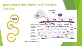Respuesta inmune frente a infecciones
fúngicas
Adherencia de
coniodioforas
Unión a
dectina-1 de
macrófagos
ICAM-1, CXC en
estroma
EROS
 