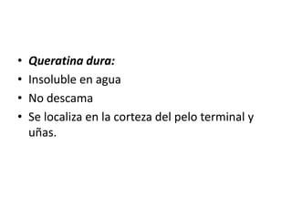 Queratina dura: Insoluble en aguaNo descamaSe localiza en la corteza del pelo terminal y uñas.