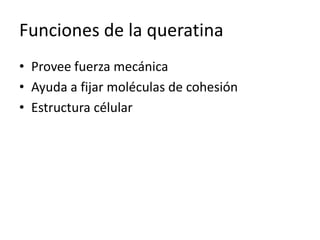 Funciones de la queratinaProvee fuerza mecánicaAyuda a fijar moléculas de cohesión Estructura célular