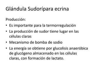 Glándula Sudorípara ecrinaProducción:Es importante para la termorregulaciónLa producción de sudor tiene lugar en las células clarasMecanismo de bomba de sodioLa energía se obtiene por glucolisis anaeróbica de glucógeno almacenado en las células claras, con formación de lactato.