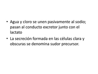 Agua y cloro se unen pasivamente al sodio; pasan al conducto excretor junto con el lactatoLa secreción formada en las células clara y obscuras se denomina sudor precursor.