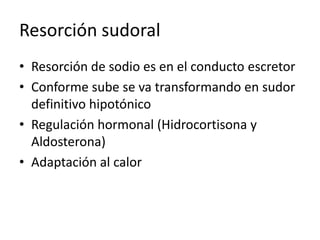 Resorción sudoralResorción de sodio es en el conducto escretorConforme sube se va transformando en sudor definitivo hipotónicoRegulación hormonal (Hidrocortisona y Aldosterona)Adaptación al calor
