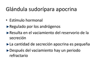 Glándula sudorípara apocrinaEstímulo hormonalRegulado por los andrógenosResulta en el vaciamiento del reservorio de la secreciónLa cantidad de secreción apocrina es pequeñaDespués del vaciamiento hay un periodo refractario 