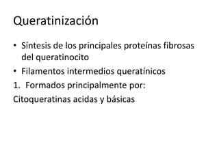 QueratinizaciónSíntesis de los principales proteínas fibrosas del queratinocitoFilamentos intermedios queratínicosFormados principalmente por:Citoqueratinas acidas y básicas