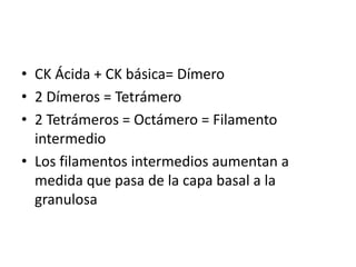 CK Ácida + CK básica= Dímero2 Dímeros = Tetrámero2 Tetrámeros = Octámero = Filamento intermedioLos filamentos intermedios aumentan a medida que pasa de la capa basal a la granulosa