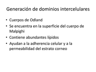 Generación de dominios intercelularesCuerpos de OdlandSe encuentra en la superficie del cuerpo de MalpighiContiene abundantes lípidosAyudan a la adherencia celular y a la permeabilidad del estrato corneo