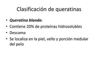 Clasificación de queratinasQueratina blanda:Contiene 20% de proteínas hidrosolublesDescamaSe localiza en la piel, vello y porción medular del pelo