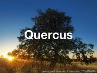 Quercus
https://www.ﬂickr.com/photos/justinwkern/6140775849/
 