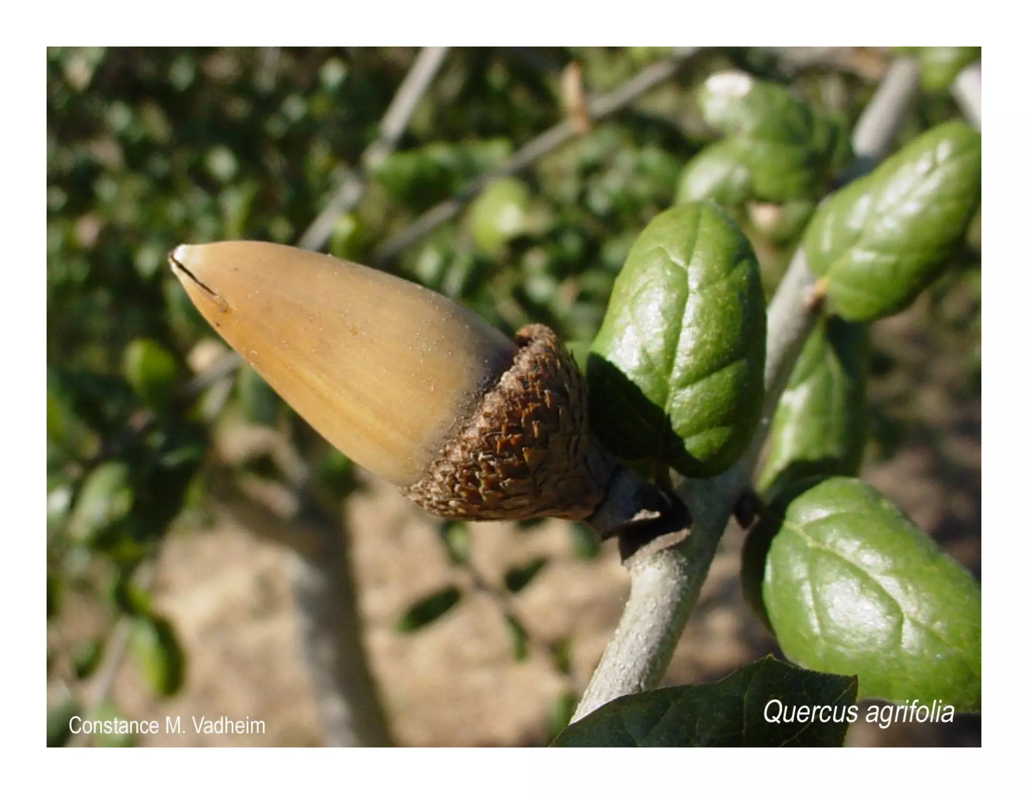 Quercus agrifolia   web show