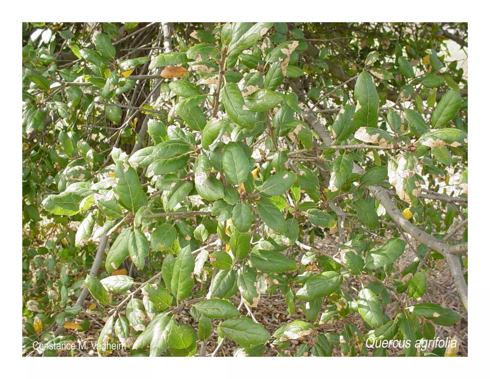 Quercus agrifolia   web show