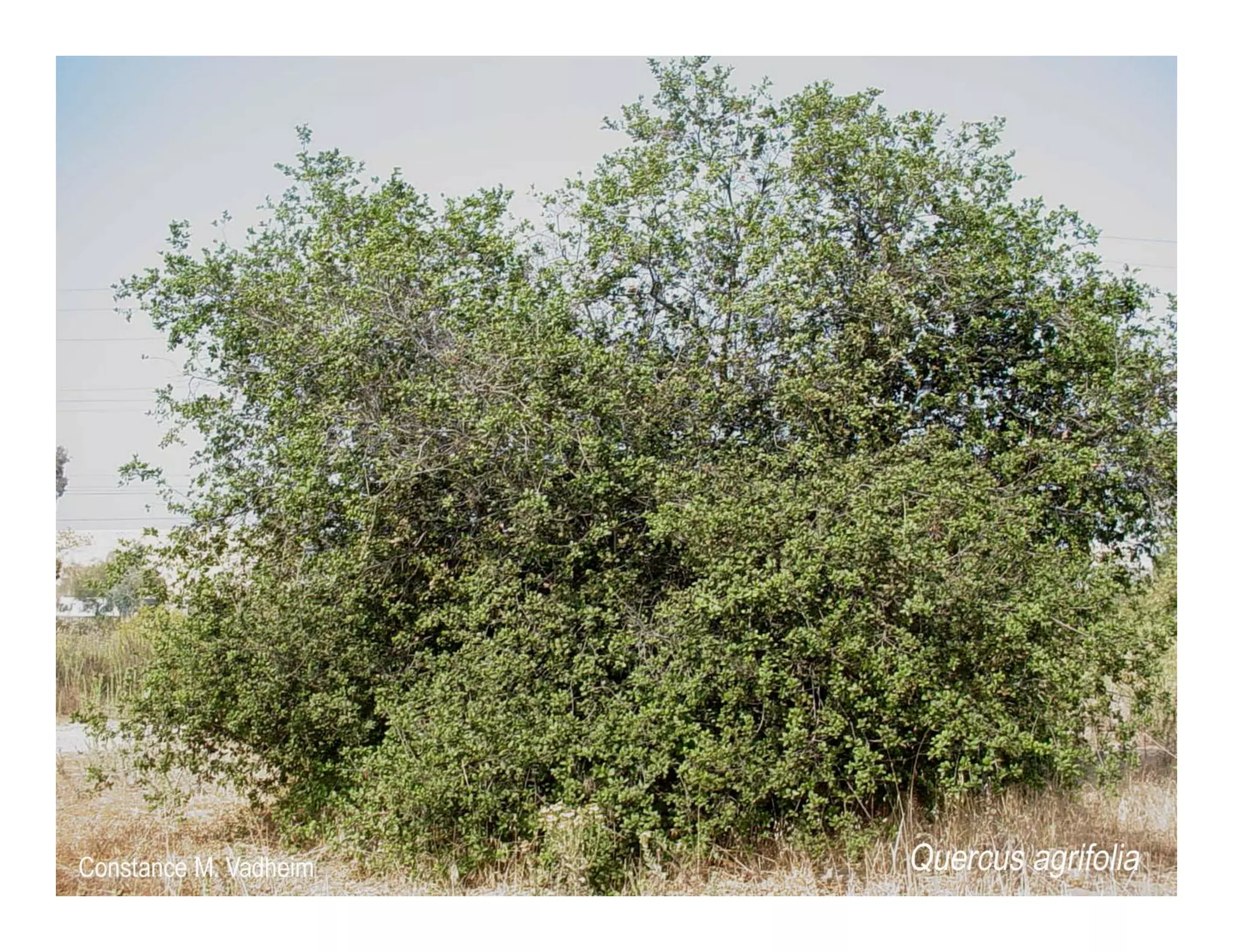 Quercus agrifolia   web show
