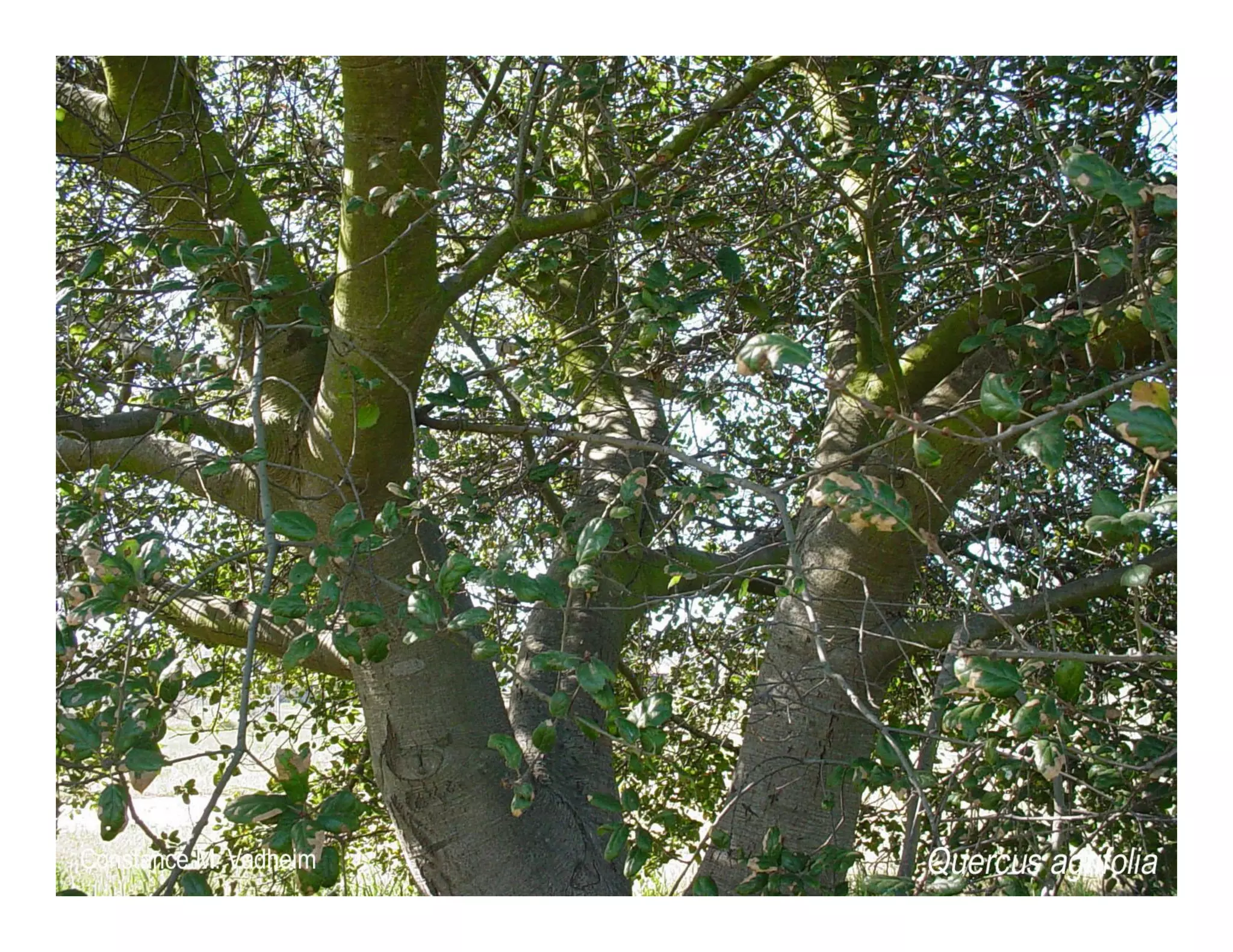 Quercus agrifolia   web show