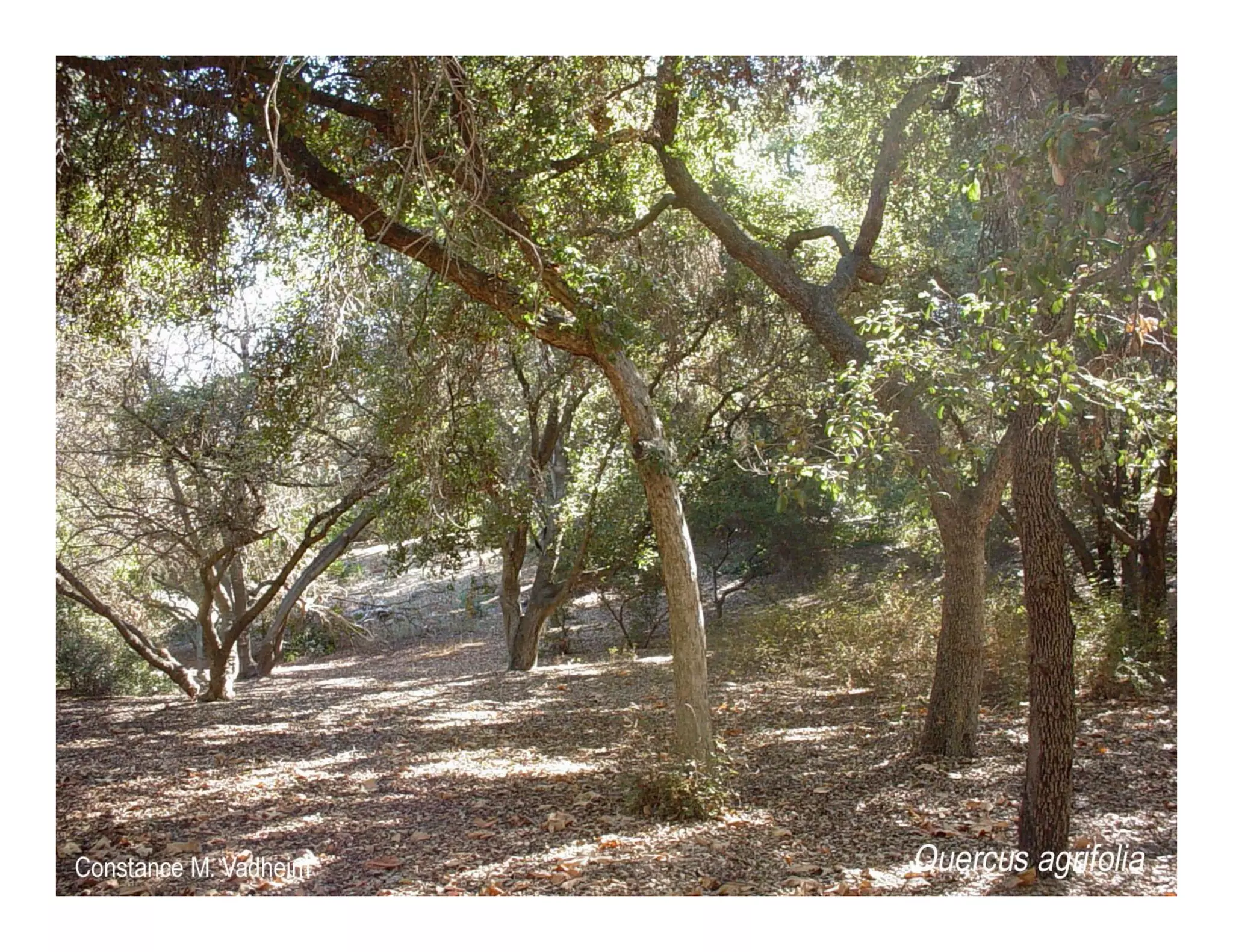 Quercus agrifolia   web show