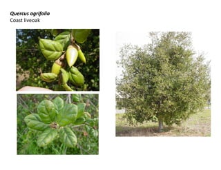 Quercus agrifolia
Coast liveoak

 