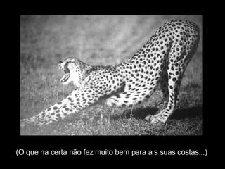 (O que na certa não fez muito bem para a s suas costas...) 