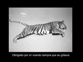 Obrigado por vir voando sempre que eu gritava: 