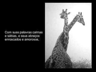 Com suas palavras calmas  e sábias, e seus abraços  enroscados e amorosos, 