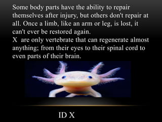 Some body parts have the ability to repair
themselves after injury, but others don't repair at
all. Once a limb, like an arm or leg, is lost, it
can't ever be restored again.
X are only vertebrate that can regenerate almost
anything; from their eyes to their spinal cord to
even parts of their brain.
ID X
 