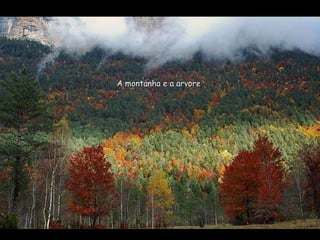 A montanha e a arvore 