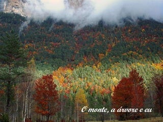 O monte, a árvore e eu 