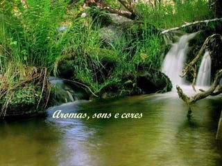 Aromas, sons e cores 