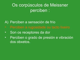 Os corpúsculos de Meissner perciben : Perciben a sensación de frío Perciben a rugosidade ou tacto lixeiro Son os receptores da dor Perciben o grado de presión e vibración dos obxetos. 