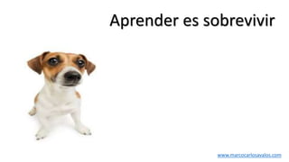 Aprender es sobrevivir
www.marcocarlosavalos.com
 