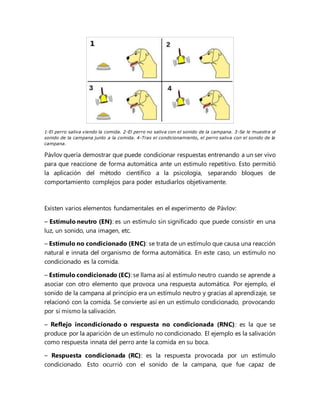 1-El perro saliva viendo la comida. 2-El perro no saliva con el sonido de la campana. 3-Se le muestra el
sonido de la campana junto a la comida. 4-Tras el condicionamiento, el perro saliva con el sonido de la
campana.
Pávlov quería demostrar que puede condicionar respuestas entrenando a un ser vivo
para que reaccione de forma automática ante un estimulo repetitivo. Esto permitió
la aplicación del método científico a la psicología, separando bloques de
comportamiento complejos para poder estudiarlos objetivamente.
Existen varios elementos fundamentales en el experimento de Pávlov:
– Estímulo neutro (EN): es un estímulo sin significado que puede consistir en una
luz, un sonido, una imagen, etc.
– Estímulo no condicionado (ENC): se trata de un estímulo que causa una reacción
natural e innata del organismo de forma automática. En este caso, un estímulo no
condicionado es la comida.
– Estímulo condicionado (EC): se llama así al estímulo neutro cuando se aprende a
asociar con otro elemento que provoca una respuesta automática. Por ejemplo, el
sonido de la campana al principio era un estímulo neutro y gracias al aprendizaje, se
relacionó con la comida. Se convierte así en un estímulo condicionado, provocando
por sí mismo la salivación.
– Reflejo incondicionado o respuesta no condicionada (RNC): es la que se
produce por la aparición de un estímulo no condicionado. El ejemplo es la salivación
como respuesta innata del perro ante la comida en su boca.
– Respuesta condicionada (RC): es la respuesta provocada por un estímulo
condicionado. Esto ocurrió con el sonido de la campana, que fue capaz de
 
