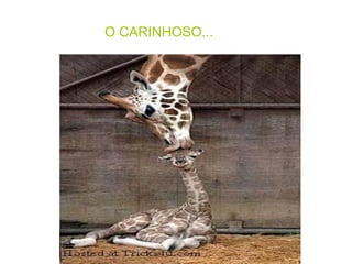 O CARINHOSO...   