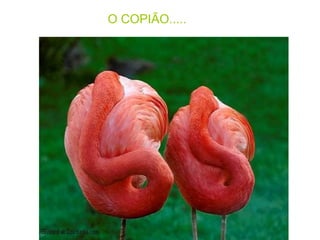 O COPIÃO.....   