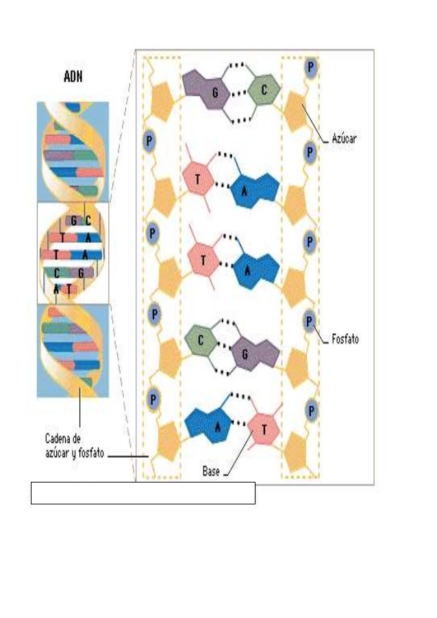 Qué es el adn