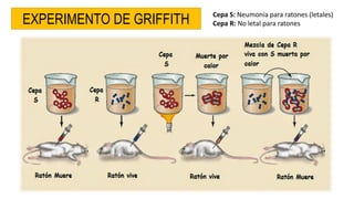 EXPERIMENTO DE GRIFFITH Cepa S: Neumonía para ratones (letales)
Cepa R: No letal para ratones
 