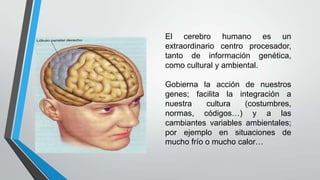 El cerebro humano es un
extraordinario centro procesador,
tanto de información genética,
como cultural y ambiental.
Gobierna la acción de nuestros
genes; facilita la integración a
nuestra
cultura
(costumbres,
normas, códigos…) y a las
cambiantes variables ambientales;
por ejemplo en situaciones de
mucho frío o mucho calor…

 