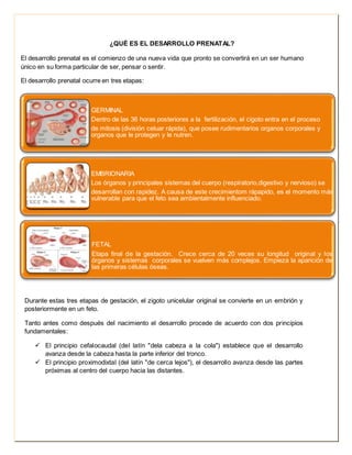 ¿QUÉ ES EL DESARROLLO PRENATAL? 
El desarrollo prenatal es el comienzo de una nueva vida que pronto se convertirá en un ser humano 
único en su forma particular de ser, pensar o sentir. 
El desarrollo prenatal ocurre en tres etapas: 
GERMINAL 
Dentro de las 36 horas posteriores a la fertilización, el cigoto entra en el proceso 
de mitosis (división celuar rápida), que posee rudimentarios organos corporales y 
organos que le protegen y le nutren. 
EMBRIONARIA 
Los órganos y principales sistemas del cuerpo (respiratorio,digestivo y nervioso) se 
desarrollan con rapidez. A causa de este crecimientom rápapido, es el momento más 
vulnerable para que el feto sea ambientalmente influenciado. 
FETAL 
Etapa final de la gestación. Crece cerca de 20 veces su longitud original y los 
órganos y sistemas corporales se vuelven más complejos. Empieza la aparición de 
las primeras células óseas. 
Durante estas tres etapas de gestación, el zigoto unicelular original se convierte en un embrión y 
posteriormente en un feto. 
Tanto antes como después del nacimiento el desarrollo procede de acuerdo con dos principios 
fundamentales: 
 El principio cefalocaudal (del latín "dela cabeza a la cola") establece que el desarrollo 
avanza desde la cabeza hasta la parte inferior del tronco. 
 El principio proximodixtal (del latín "de cerca lejos"), el desarrollo avanza desde las partes 
próximas al centro del cuerpo hacia las distantes. 
 