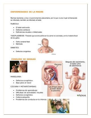 ENFERMEDADES DE LA MADRE 
Muchas bacterias y virus cruzan la barrera placentaria, por lo que si una mujer embarazada 
es infectada, también es infectado el bebé. 
RUBEOLA: 
 El bebé será sordo 
 Defectos cardiacos 
 Deficiencias visuales e intelectuales 
TAXOPLASMOSIS: Parasito que se encuentra en la carne no cocinada y en la materia fecal 
de los gatos. 
 Daño cerebral fetal 
 Mortinato. 
DIABETES: 
 Defectos congénitos 
CONSUMO DE DROGAS 
MARIGUANA: 
 Defectos congénitos 
 Bajo peso al nacer 
COCAINA Y METANFETAMINAS: 
 Problemas de aprendizaje 
 Dificultad de actividades visuales 
 Defectos congénitos 
 Cabeza pequeña 
 Problemas de conducta en la infancia 
 