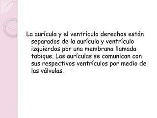 La aurícula y el ventrículo derechos están
 separados de la aurícula y ventrículo
 izquierdos por una membrana llamada
 tabique. Las aurículas se comunican con
 sus respectivos ventrículos por medio de
 las válvulas.
 