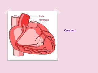 Corazón
 