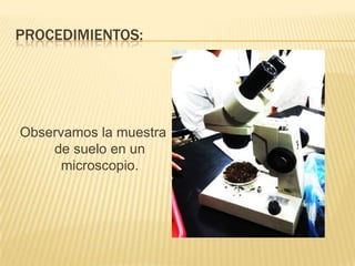 PROCEDIMIENTOS:




Observamos la muestra
    de suelo en un
      microscopio.
 