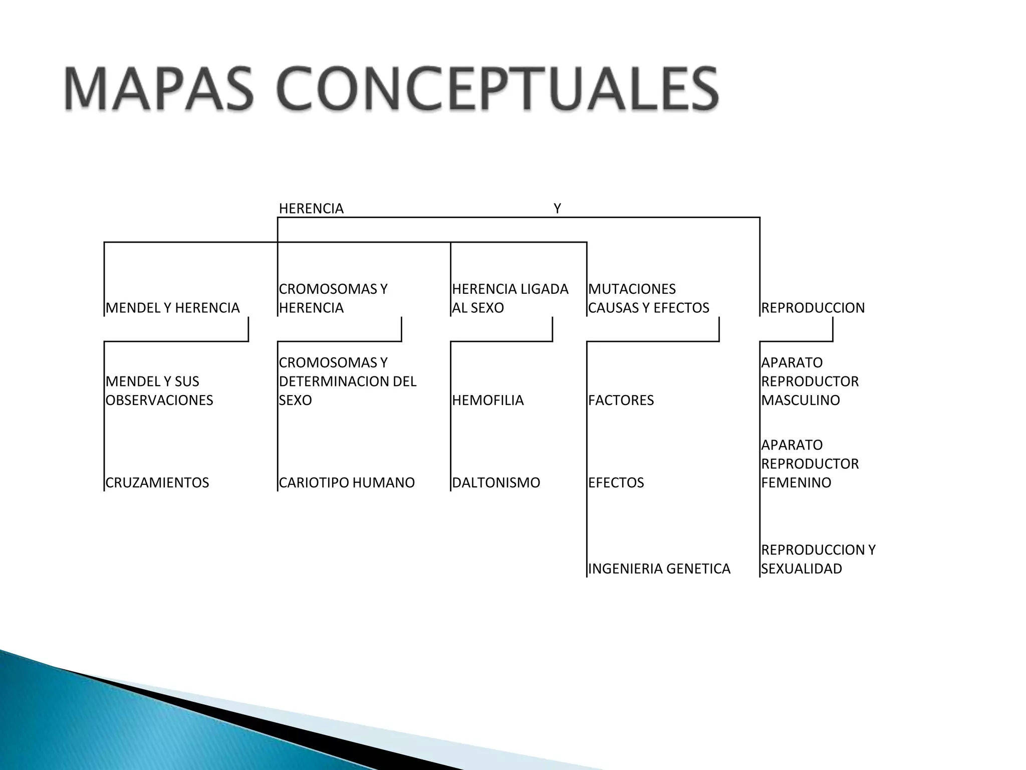 ETAPAS EVOLUTIVAS