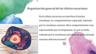 Organización general de las células eucariotas
En la célula eucariota en interfase el núcleo
constituye un compartimiento ...