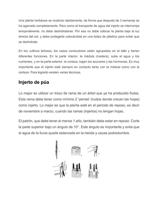 Una planta herbácea se cicatriza rápidamente, de forma que después de 3 semanas se
ha agarrado completamente. Pero como el transporte de agua del injerto se interrumpe
temporalmente, no debe deshidratarse. Por eso no debe colocar la planta bajo la luz
directa del sol, y debe protegerla colocándola en una bolsa de plástico para evitar que
se deshidrate.
En los cultivos leñosos, los vasos conductores están agrupados en el tallo y tienen
diferentes funciones. En la parte interior, la médula (madera), sube el agua y los
nutrientes, y en la parte exterior, la corteza, bajan los azúcares y las hormonas. Es muy
importante que el injerto esté siempre en contacto tanto con la médula como con la
corteza. Para lograrlo existen varias técnicas.
Injerto de púa
Lo mejor es utilizar un trozo de rama de un árbol que ya ha producido frutos.
Esta rama debe tener como mínimo 2 'yemas' (nudos donde crecen las hojas)
como injerto. Lo mejor es que la planta esté en el periodo de reposo, es decir
de noviembre a marzo, cuando las ramas (injertos) no tengan hojas.
El patrón, que debe tener al menos 1 año, también debe estar en reposo. Corte
la parte superior bajo un ángulo de 10°. Este ángulo es importante y evita que
el agua de la lluvia quede estancada en la herida y cause podredumbre.
 