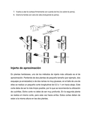 7. Vuelva a atar la corteza firmemente con cuerda de lino (no sobre la yema).
8. Cierre la herida con cera de vela (incluyendo la yema).
Injerto de aproximación
En plantas herbáceas, uno de los métodos de injerto más utilizado es el de
aproximación. Partiendo de dos plantas de pequeño tamaño (por ejemplo, dos
esquejes ya enraizados) o de dos ramas no muy gruesas, en el tallo de una de
ellas se realiza un pequeño corte longitudinal de 0,5 o 1 cm hacia abajo. Este
corte debe de ser lo más limpio posible, por lo que se recomienda la utilización
de cuchillas. Dicho corte no debe de ser muy profundo. En la segunda planta
se realiza el mismo corte, pero esta vez hacia arriba. Estos cortes deben de
estar a la misma altura en las dos plantas.
 