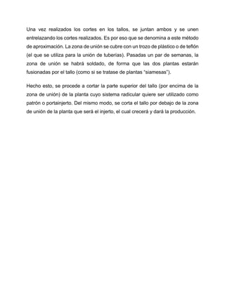 Una vez realizados los cortes en los tallos, se juntan ambos y se unen
entrelazando los cortes realizados. Es por eso que se denomina a este método
de aproximación. La zona de unión se cubre con un trozo de plástico o de teflón
(el que se utiliza para la unión de tuberías). Pasadas un par de semanas, la
zona de unión se habrá soldado, de forma que las dos plantas estarán
fusionadas por el tallo (como si se tratase de plantas “siamesas”).
Hecho esto, se procede a cortar la parte superior del tallo (por encima de la
zona de unión) de la planta cuyo sistema radicular quiere ser utilizado como
patrón o portainjerto. Del mismo modo, se corta el tallo por debajo de la zona
de unión de la planta que será el injerto, el cual crecerá y dará la producción.
 