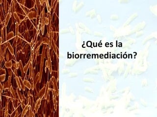 ¿Qué es la
biorremediación?
 