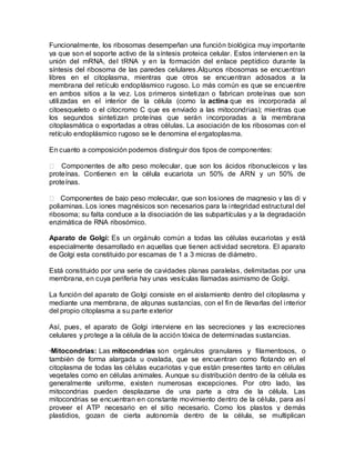 Funcionalmente, los ribosomas desempeñan una función biológica muy importante
ya que son el soporte activo de la síntesis proteica celular. Estos intervienen en la
unión del mRNA, del tRNA y en la formación del enlace peptídico durante la
síntesis del ribosoma de las paredes celulares.Algunos ribosomas se encuentran
libres en el citoplasma, mientras que otros se encuentran adosados a la
membrana del retículo endoplásmico rugoso. Lo más común es que se encuentre
en ambos sitios a la vez. Los primeros sintetizan o fabrican proteínas que son
utilizadas en el interior de la célula (como la actina que es incorporada al
citoesqueleto o el citocromo C que es enviado a las mitocondrias); mientras que
los segundos sintetizan proteínas que serán incorporadas a la membrana
citoplasmática o exportadas a otras células. La asociación de los ribosomas con el
retículo endoplásmico rugoso se le denomina el ergatoplasma.

En cuanto a composición podemos distinguir dos tipos de componentes:

 Componentes de alto peso molecular, que son los ácidos ribonucleicos y las
proteínas. Contienen en la célula eucariota un 50% de ARN y un 50% de
proteínas.

 Componentes de bajo peso molecular, que son los iones de magnesio y las di y
poliaminas. Los iones magnésicos son necesarios para la integridad estructural del
ribosoma; su falta conduce a la disociación de las subpartículas y a la degradación
enzimática de RNA ribosómico.

Aparato de Golgi: Es un orgánulo común a todas las células eucariotas y está
especialmente desarrollado en aquellas que tienen actividad secretora. El aparato
de Golgi esta constituido por escamas de 1 a 3 micras de diámetro.

Está constituido por una serie de cavidades planas paralelas, delimitadas por una
membrana, en cuya periferia hay unas vesículas llamadas asimismo de Golgi.

La función del aparato de Golgi consiste en el aislamiento dentro del citoplasma y
mediante una membrana, de algunas sustancias, con el fin de llevarlas del i nterior
del propio citoplasma a su parte exterior

Así, pues, el aparato de Golgi interviene en las secreciones y las excreciones
celulares y protege a la célula de la acción tóxica de determinadas sustancias.

·Mitocondrias: Las mitocondrias son orgánulos granulares y filamentosos, o
también de forma alargada u ovalada, que se encuentran como flotando en el
citoplasma de todas las células eucariotas y que están presentes tanto en células
vegetales como en células animales. Aunque su distribución dentro de la célula es
generalmente uniforme, existen numerosas excepciones. Por otro lado, las
mitocondrias pueden desplazarse de una parte a otra de la célula. Las
mitocondrias se encuentran en constante movimiento dentro de la célula, para así
proveer el ATP necesario en el sitio necesario. Como los plastos y demás
plastidios, gozan de cierta autonomía dentro de la célula, se multiplican
 